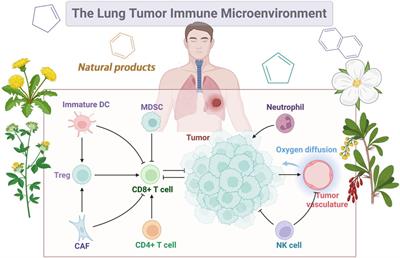 Investigating the immune mechanism of natural products in the treatment of lung cancer